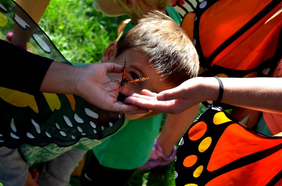 Monarch eye
