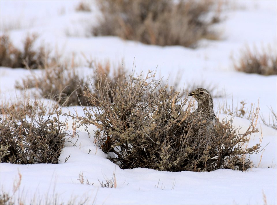 Greater sage-grouse on Seedskadee National Wildlife Refuge