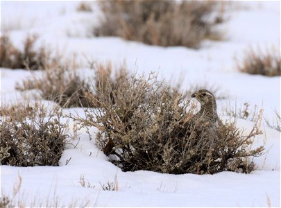 Greater sage-grouse on Seedskadee National Wildlife Refuge