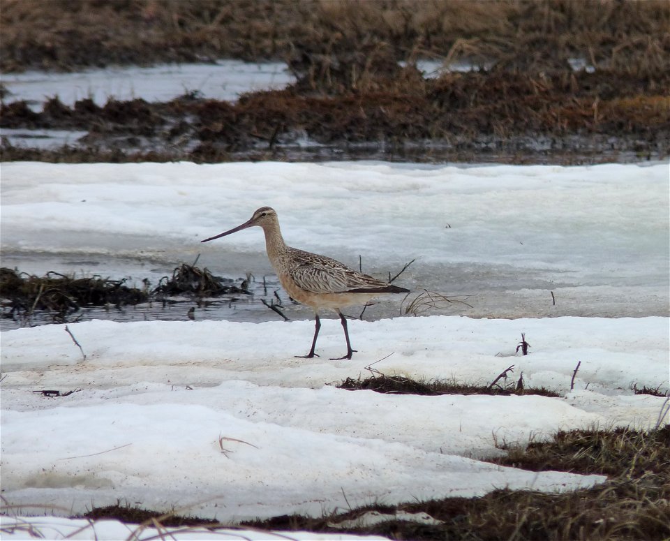 Bar-tailed Godwit photo