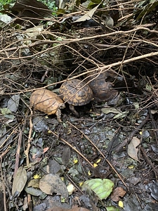 Breeding animals turtles