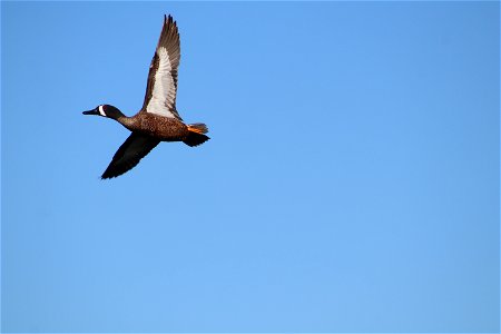 Blue-winged Teal Flying Owens Bay Lake Andes National Wildlife Refuge South Dakota