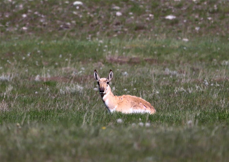 Pronghorn on the National Elk Refuge