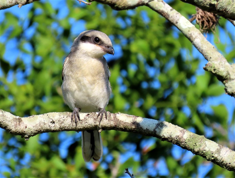 Juvenile Loggerhead Shrike