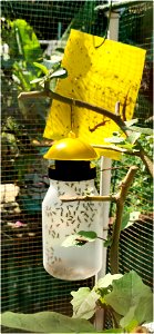 Insect trap photo