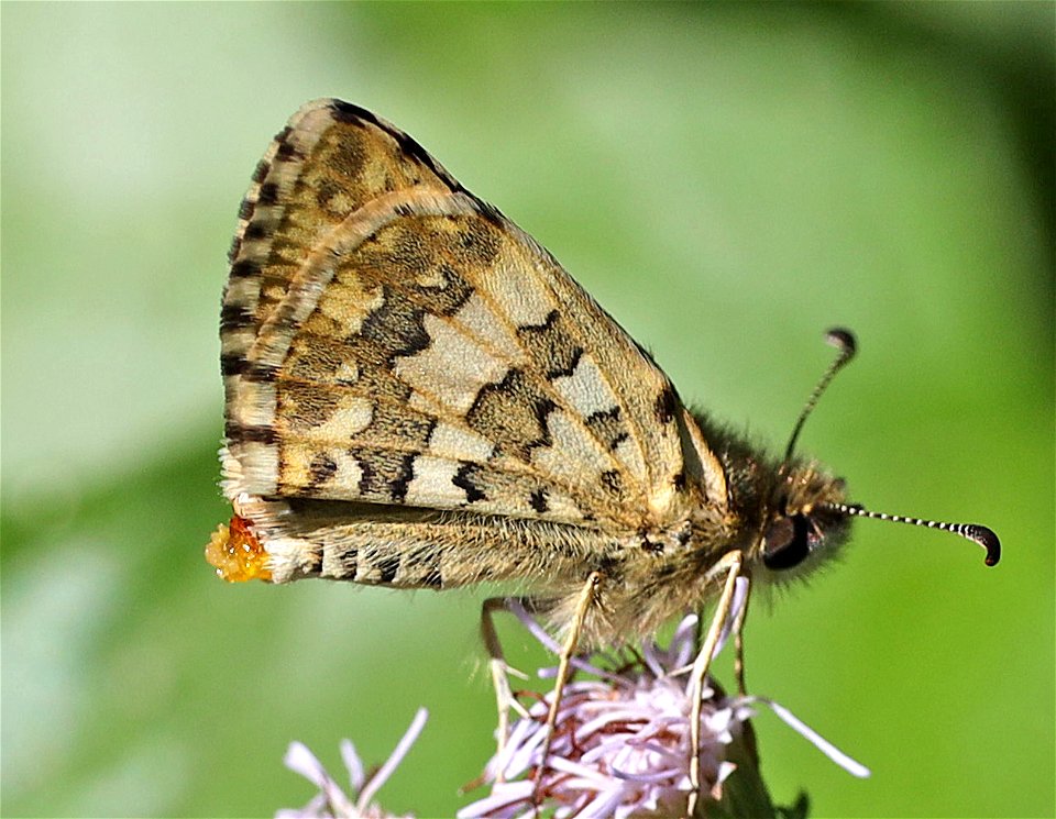 CHECKERED-SKIPPER, COMMON or WHITE (Pyrgus communis or albescens  (01-05-2022) the butterfly center, mission, hidalgo co, tx (2)