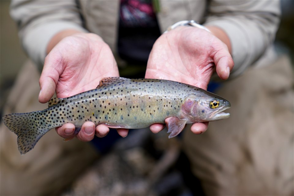 Bonneville cutthroat trout