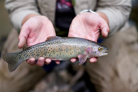 Bonneville cutthroat trout