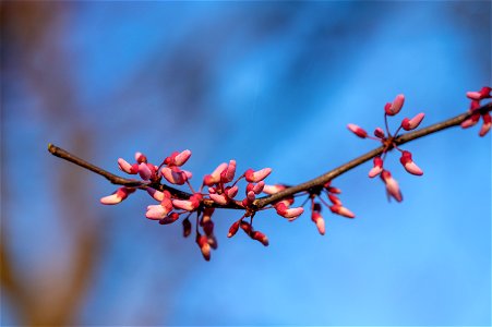 Redbud Blossoms photo