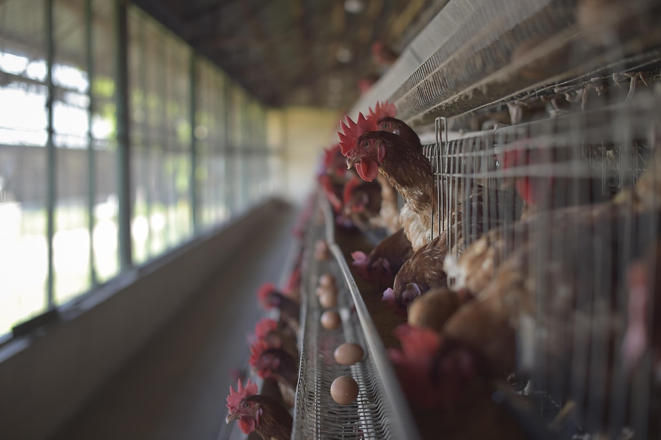Animals chicken poultry