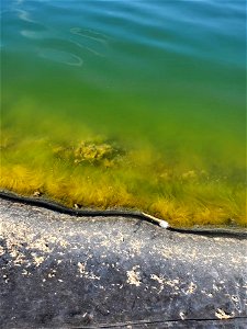 Pond algae photo