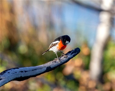 Scarlet robin (male) photo