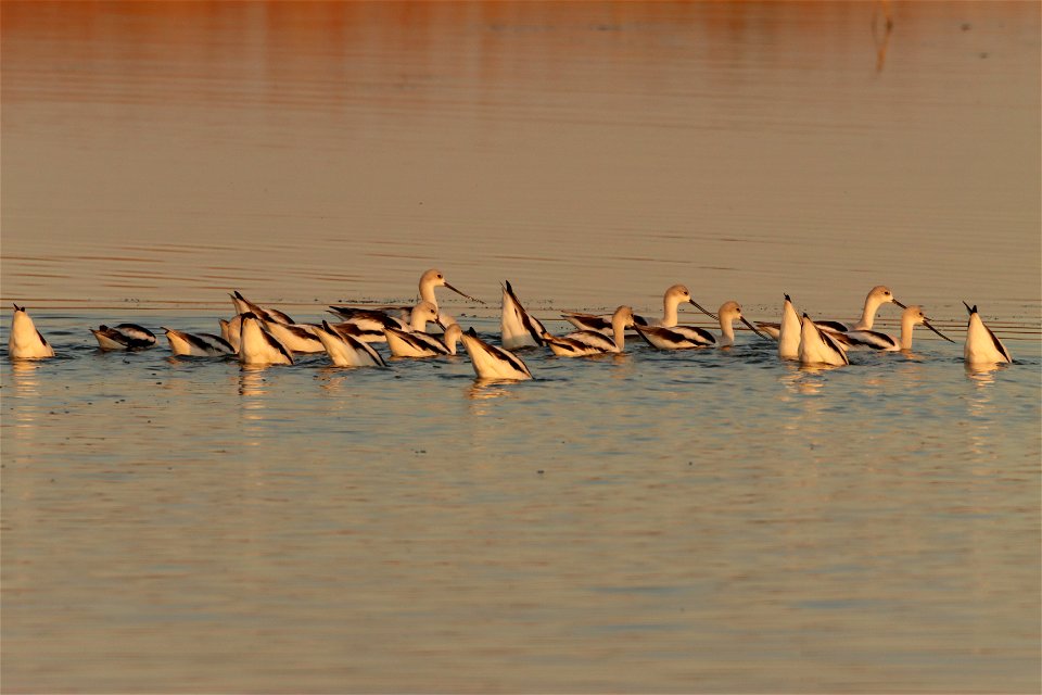 Fall Plumage American Avocets Huron Wetland Management District