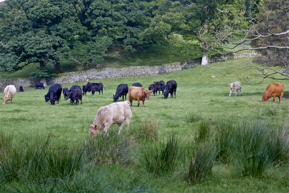 Farming the Pikes photo