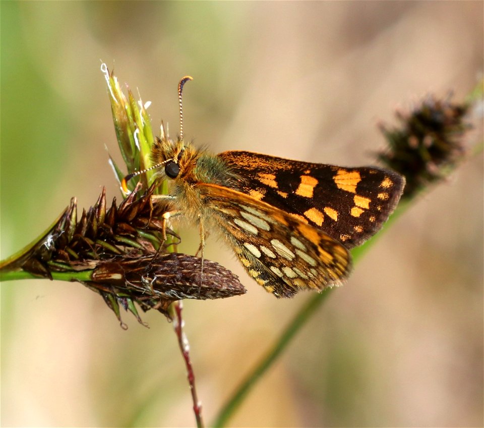 SKIPPER, WESTERN ARCTIC (Carterocephalus skada skada) (6-21-2021) 5000 ft, bear basin meadow, smith river nat rec area, del norte co, ca -02