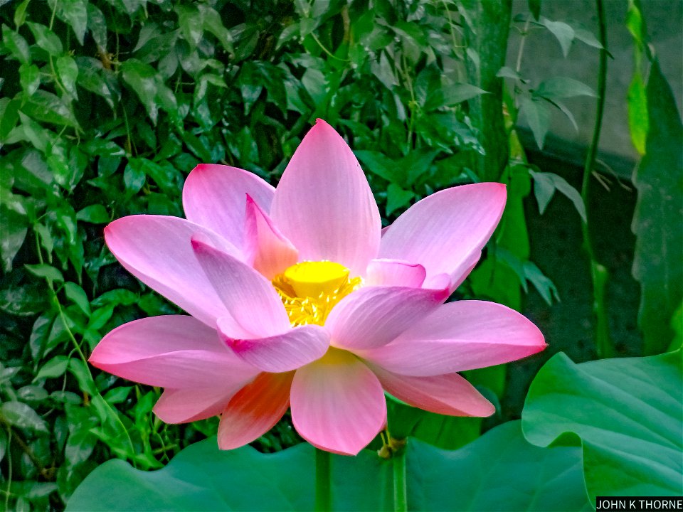 Waterlily Kew Garden
