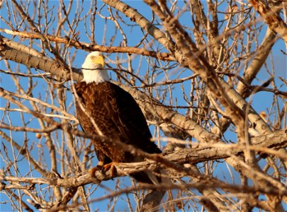Bald Eagle Huron Wetland Management District