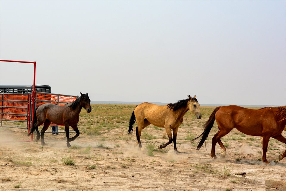 2021 Onaqui Herd Management Area