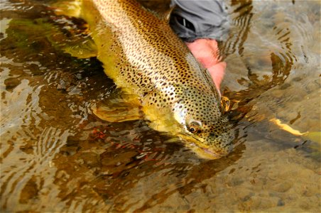 Brown trout release photo