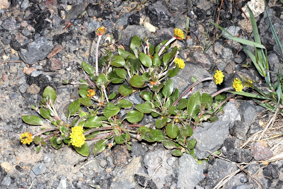 BLUE, PUMICE (Eupilotes on Erigonum pyrolifolia var marifolium) (07-04-2022) parking lot, mt bachelor ski area, deschutes co, or -05