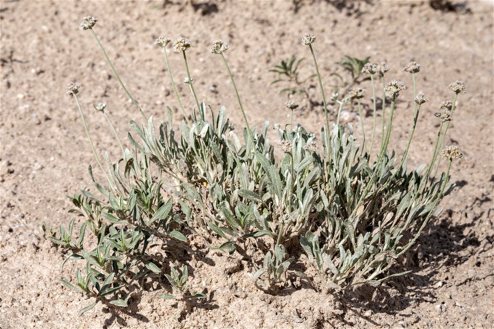Eriogonum pauciflorum
