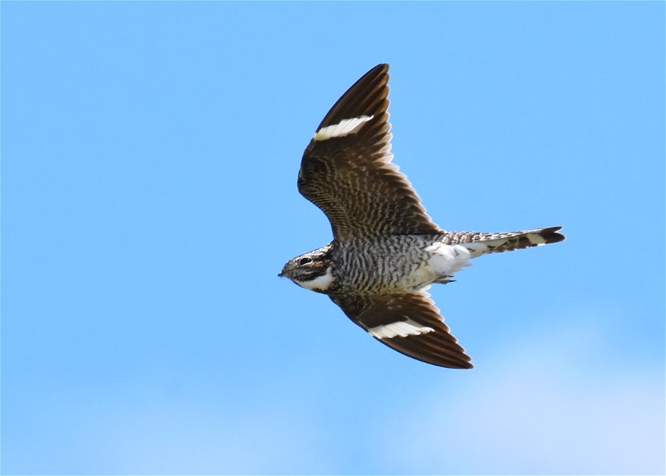Common nighthawk at Seedskadee National Wildlife Refuge Wyoming