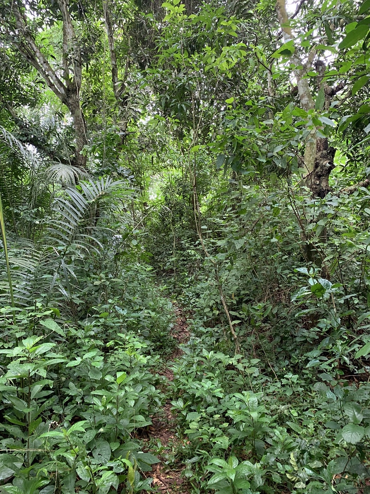Green medium leaf trees