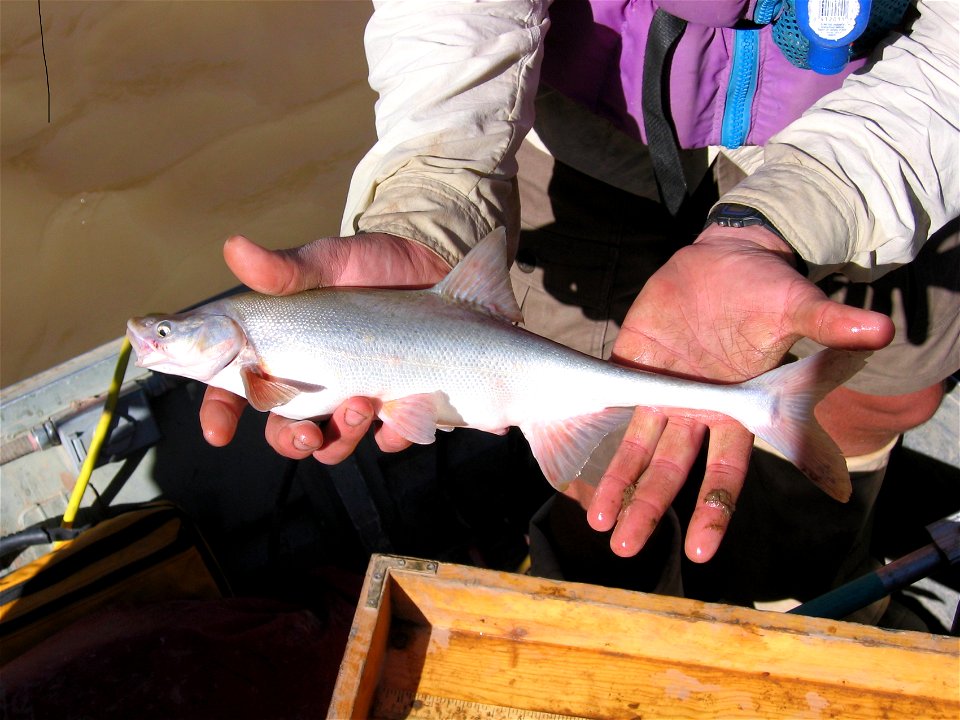 Bonytail Chub photo