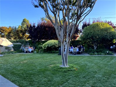 French Laundry Trees / Patio