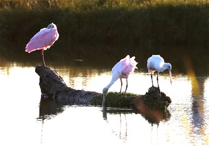 201 - ROSEATE SPOONBILL (12-04-2021) convention center, south padre island, cameron co, tx -01 photo