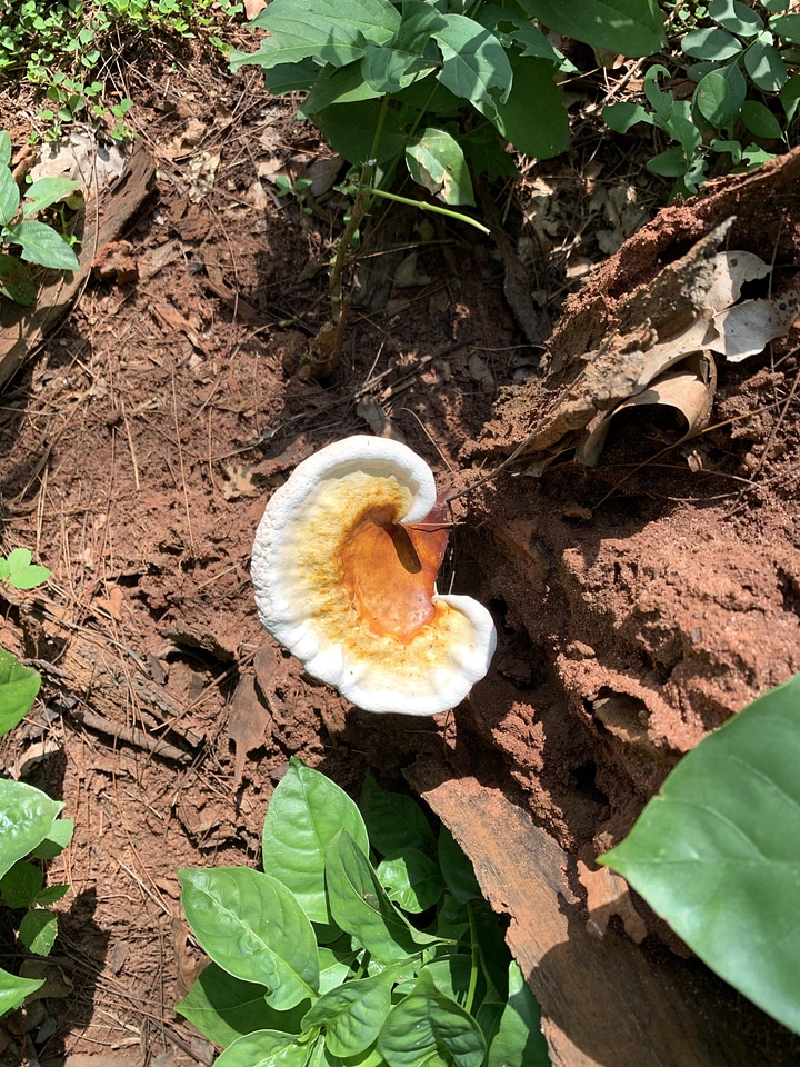 Mushroom cultivable land earth