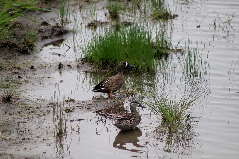 Blue-Winged Teal Lake Andes Wetland Management District South Dakota