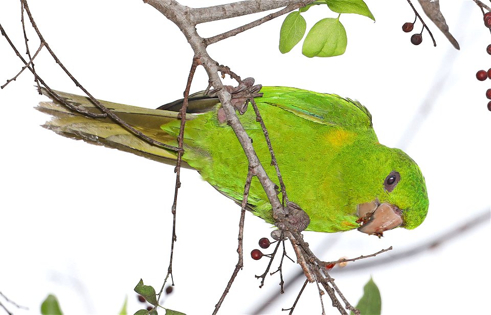 561 - GREEN PARAKEET (12-09-2022) americana rv park, palmview, hidalgo co, tx -02