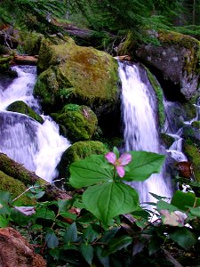 warm_springs_falls_murphyjpg_49364430261_o
