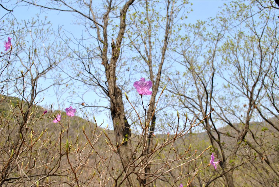Taejosan Mountain