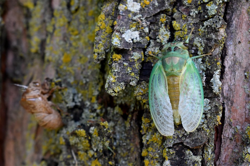 Cicada at Big Muddy National Fish and Wildlife Refuge