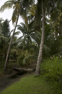 Coconut palms palm grove green space