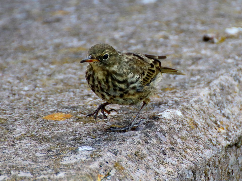 Rock Pipit. photo