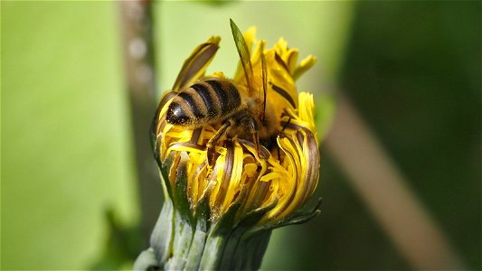 Wo eine Biene ist, ist auch ein Weg (in die Löwenzahnblüte)