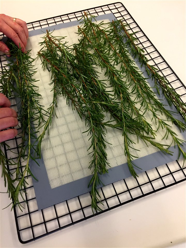 Rosemary ready for drying photo