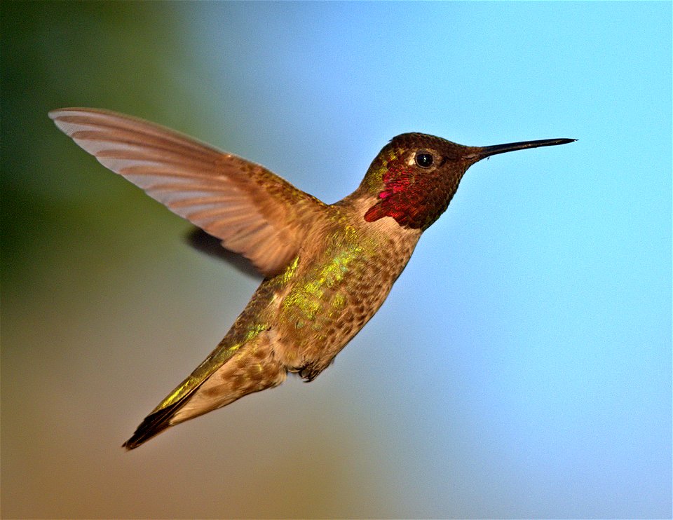 Anna's Hummingbird