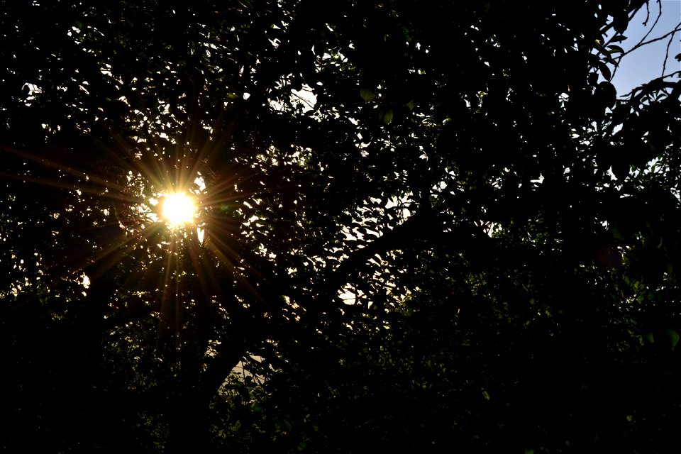 Shine