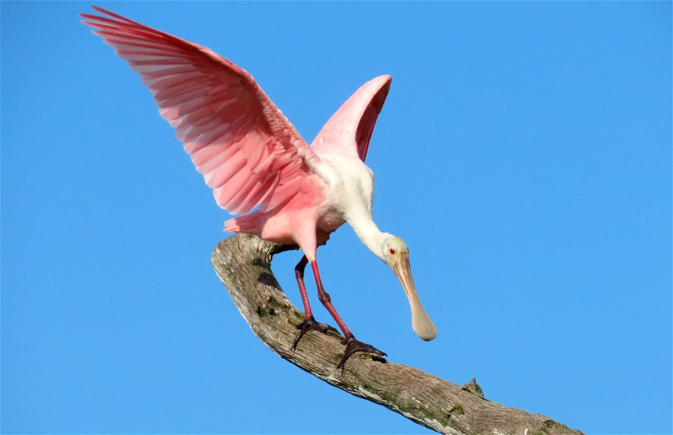 Roseate Spoonbill