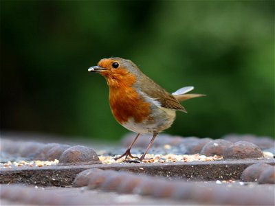 Robin Feeding Himself. photo