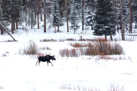 A bull moose walks through a snowy meadow near Soda Butte Creek photo