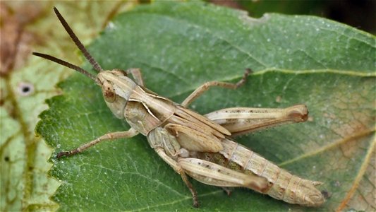 Chorthippus biguttulus-Artengruppe - Nymphe