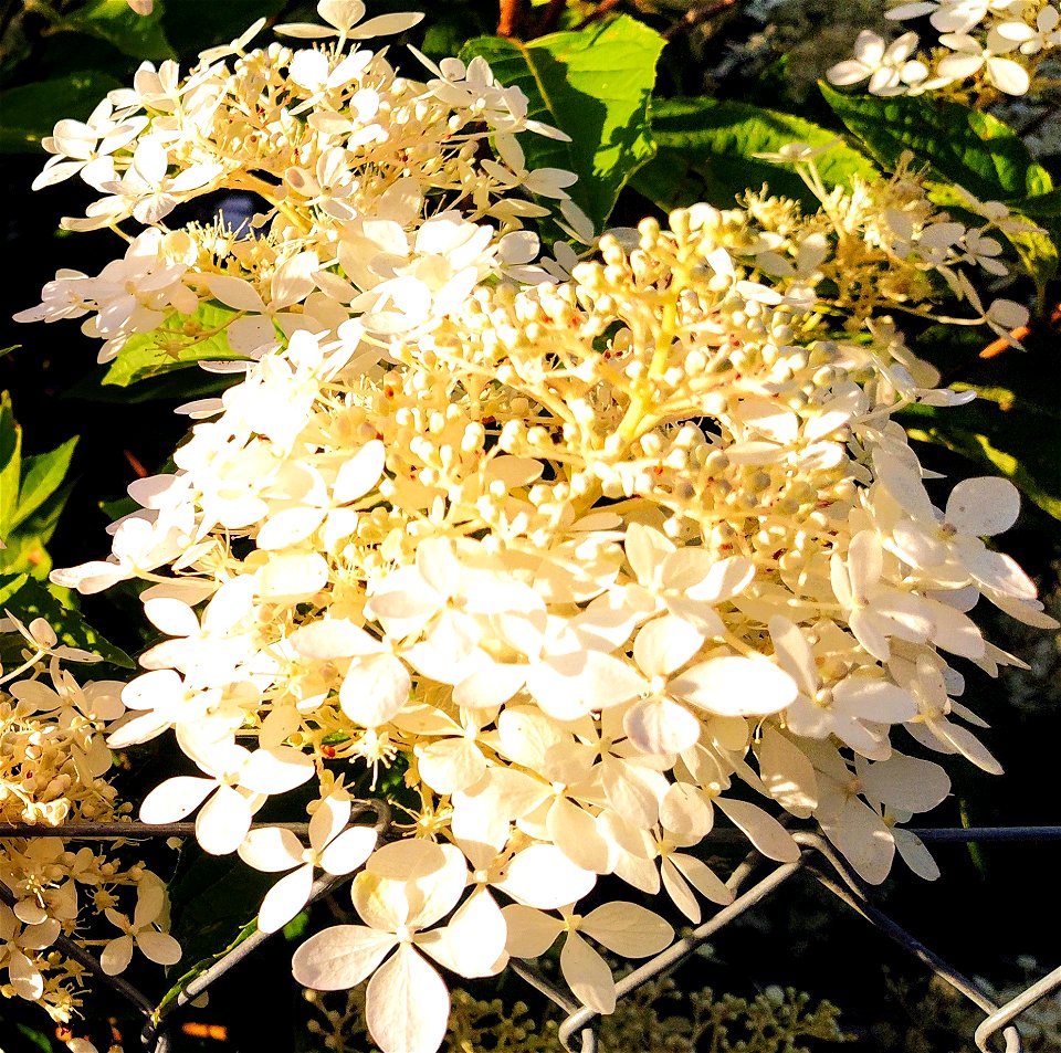 IMG_20200809_194439~2