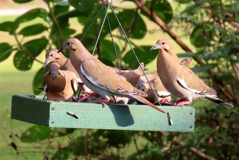 White-winged Doves at the feeder photo