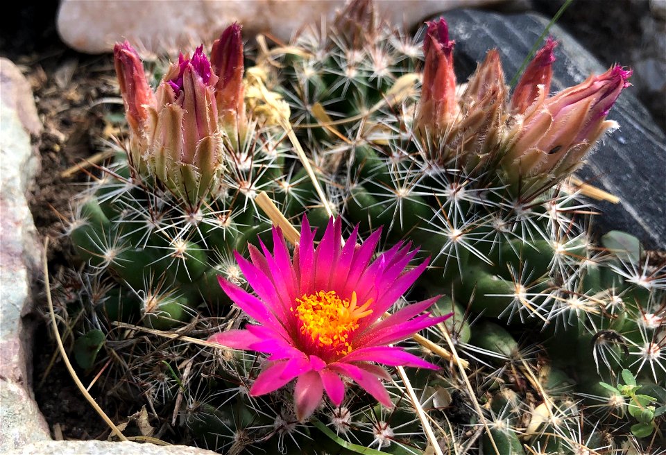 2022/365/176 Cactus Flower Face