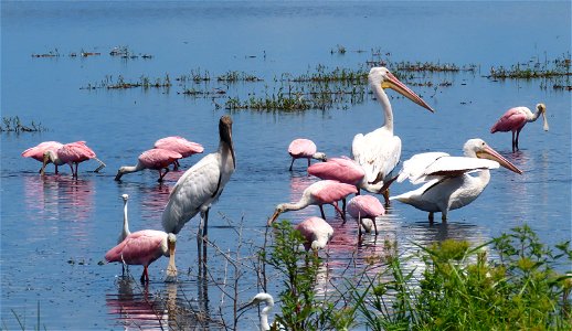 Spoonbills, Wood Stork and American White Pelicans